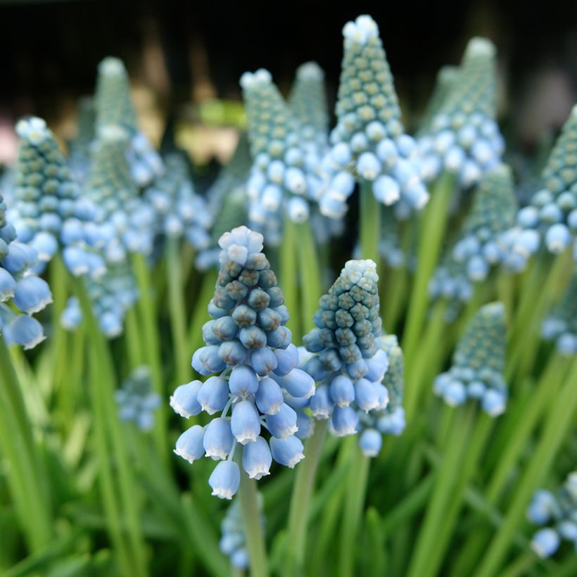 Muscari armeniacum Aqua Magic (Blüte)