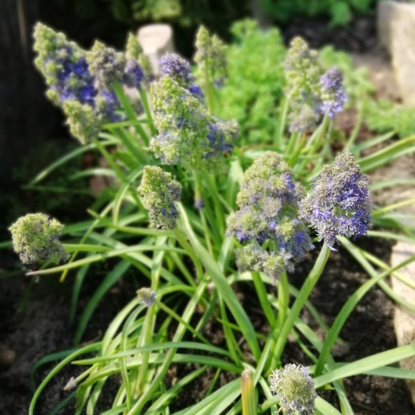 Muscari armeniacum Fantasy Creation (Hafen)