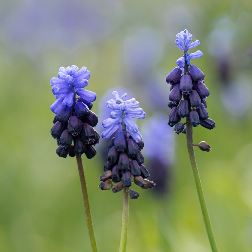 Muscari latifolium - Breitblättrige Traubenhyazinthe (Blüte)