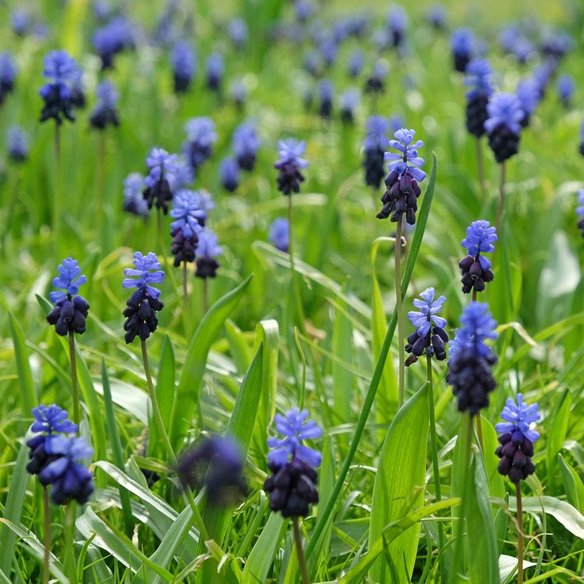 Muscari latifolium - Breitblättrige Traubenhyazinthe (Hafen)