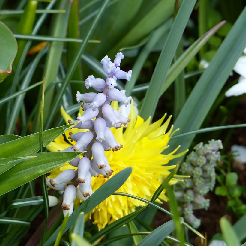 Muscari muscarimi (racemosum) - Traubenhyazinthe (Blüte)