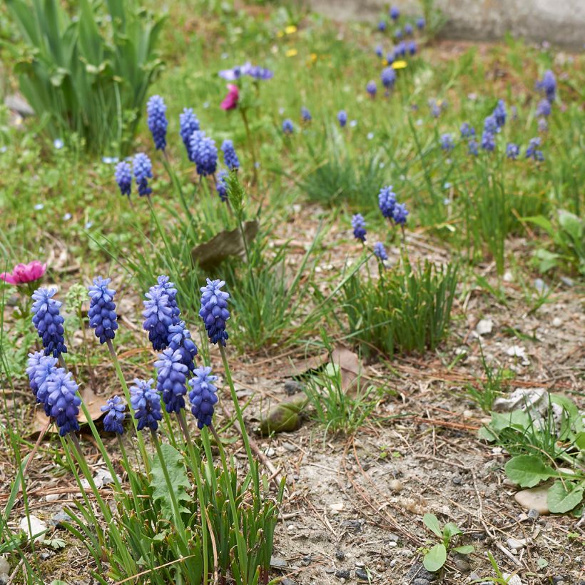 Muscari neglectum - Weinbergs-Traubenhyazinthe (Hafen)