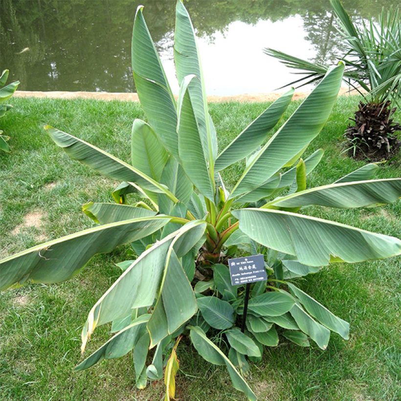 Musella lasiocarpa - Goldene Lotus Banane (Laub)