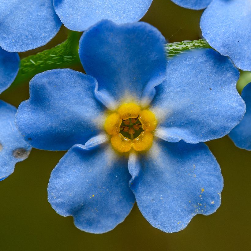 Sumpf-Vergissmeinnicht - Myosotis scorpioides (Blüte)