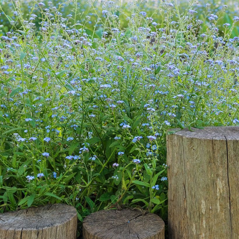 Sumpf-Vergissmeinnicht - Myosotis scorpioides (Hafen)