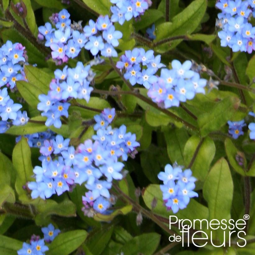 Vergissmeinnicht Savoie Blau - Myosotis sylvatica (Laub)