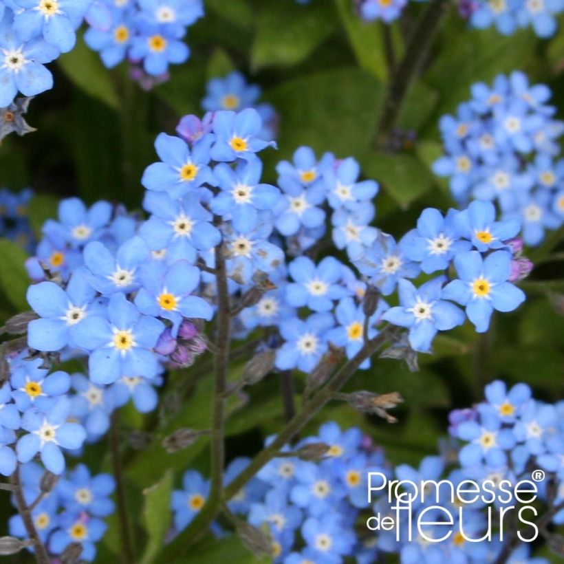 Vergissmeinnicht Savoie Blau - Myosotis sylvatica (Blüte)