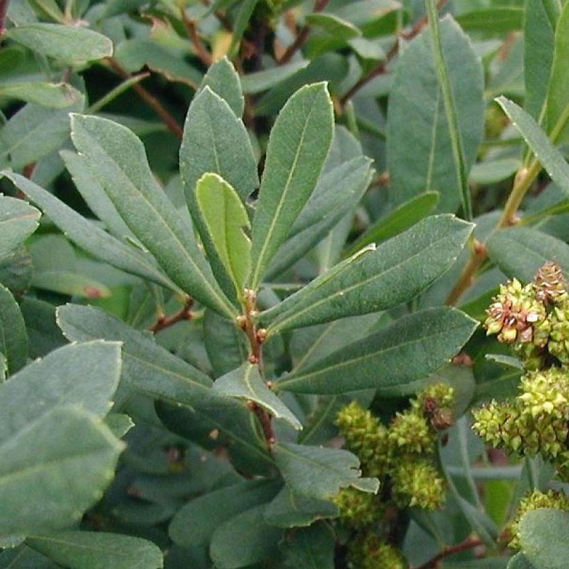 Myrica gale - Gagelstrauch (Laub)