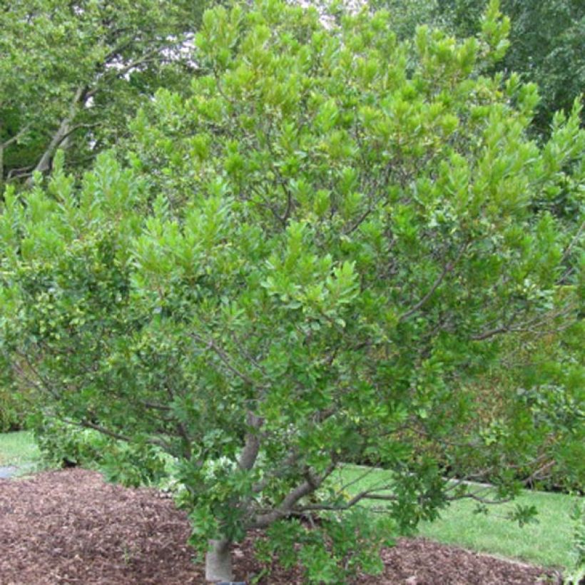 Myrica pensylvanica - Nördlicher Gagelstrauch (Hafen)