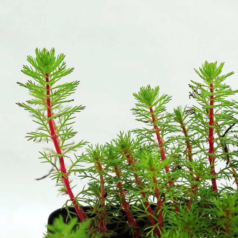 Myriophyllum brasiliense - Brasilianisches Tausendblatt (Laub)