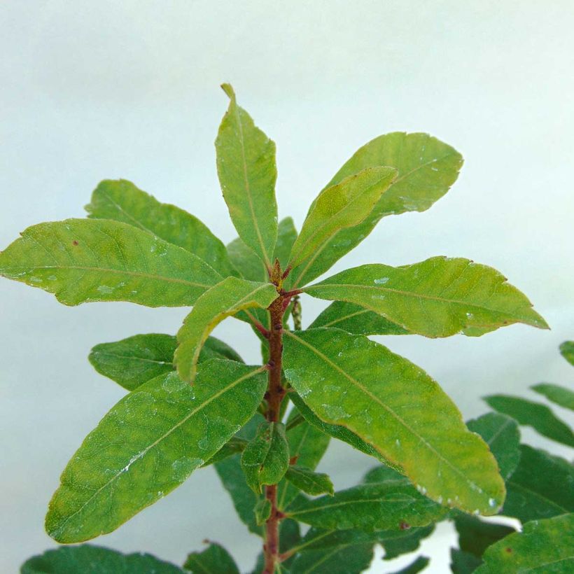 Myrica pensylvanica - Nördlicher Gagelstrauch (Laub)