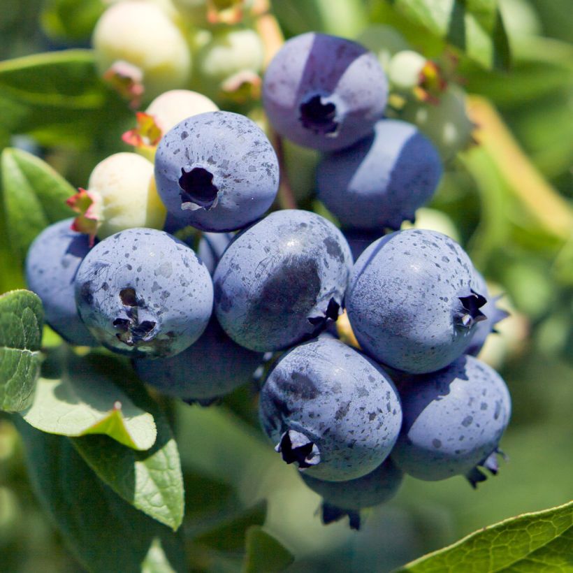 Amerikanische Blaubeere Berkeley - Vaccinium corymbosum (Ernte)