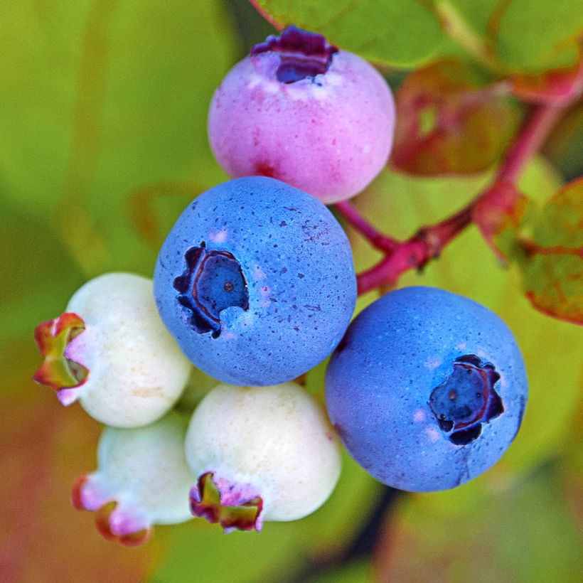 Amerikanische Blaubeere Legacy - Vaccinium corymbosum (Ernte)