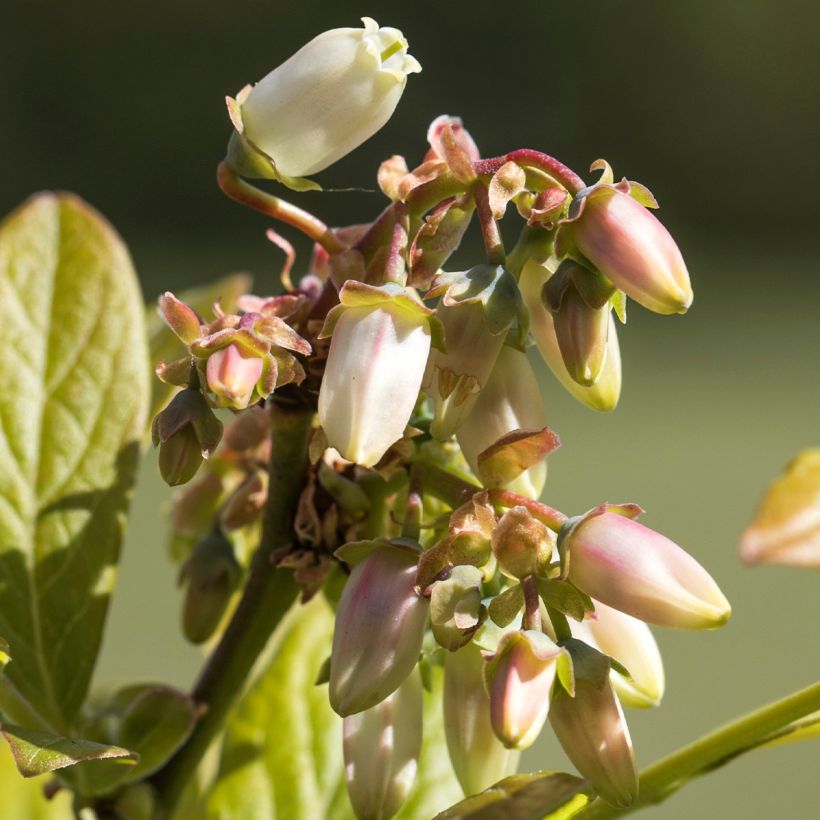 Amerikanische Blaubeere Northland - Vaccinium corymbosum (Blüte)