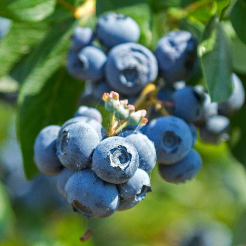 Amerikanische Blaubeere Northland - Vaccinium corymbosum (Ernte)