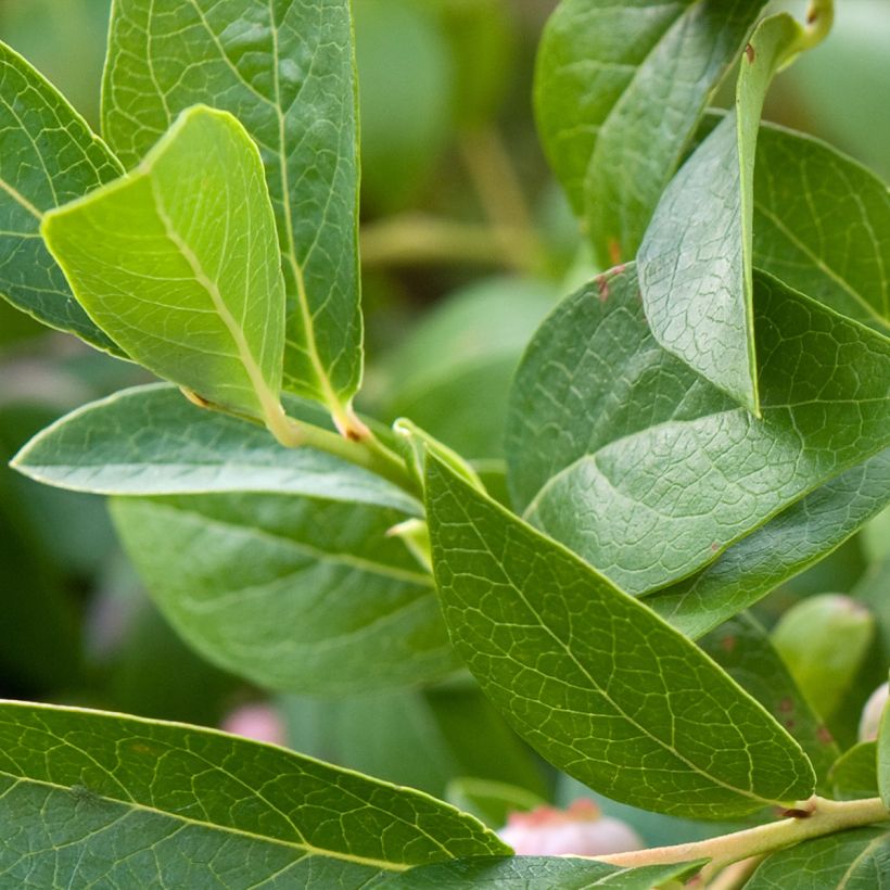 Amerikanische Blaubeere Spartan - Vaccinium corymbosum (Laub)