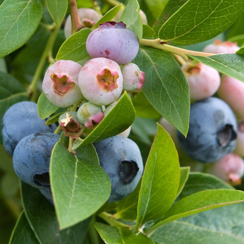 Amerikanische Blaubeere Spartan - Vaccinium corymbosum (Ernte)