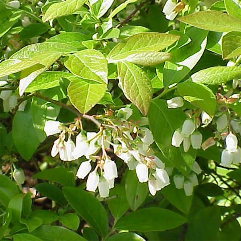 Amerikanische Blaubeere Brigitta Blue - Vaccinium corymbosum (Laub)