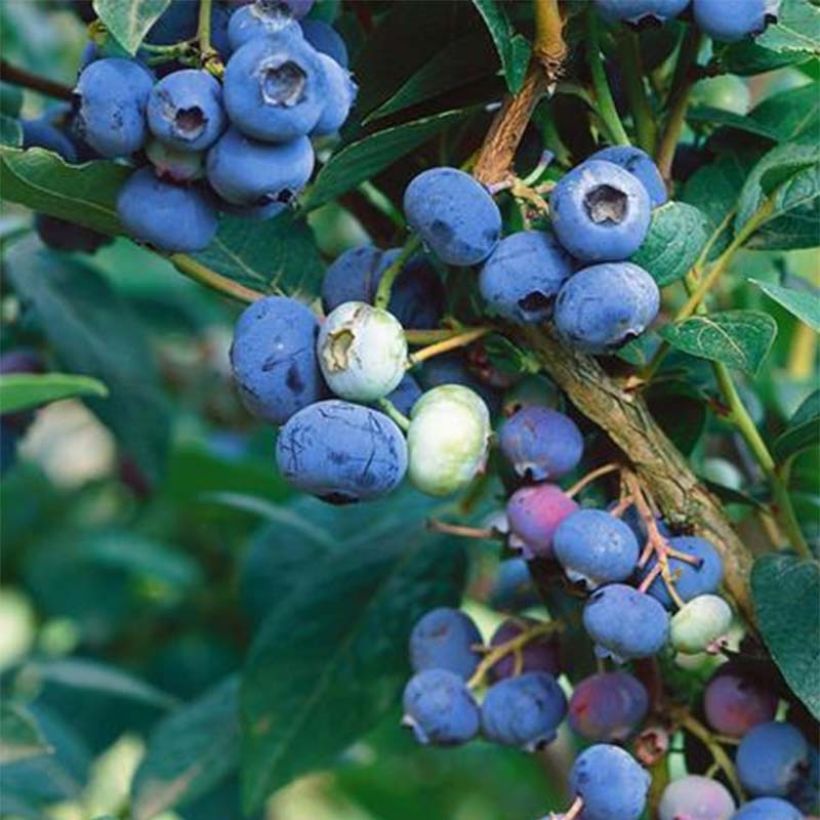 Amerikanische Blaubeere Brigitta Blue - Vaccinium corymbosum (Ernte)