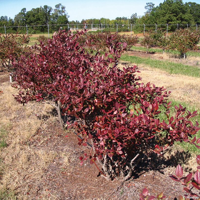 Amerikanische Blaubeere Cabernet Splash 'VacBri1' - Vaccinium corymbosum (Hafen)