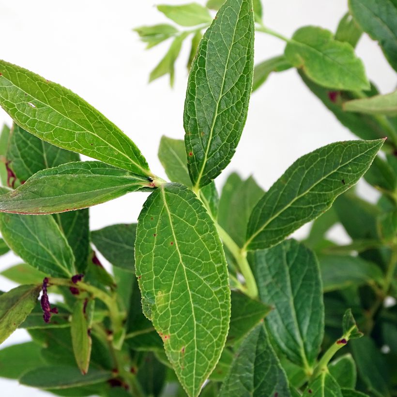 Amerikanische Blaubeere Emil - Vaccinium corymbosum (Laub)