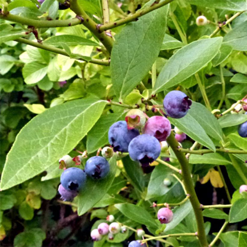 Amerikanische Blaubeere Goldtraube - Vaccinium corymbosum (Blüte)