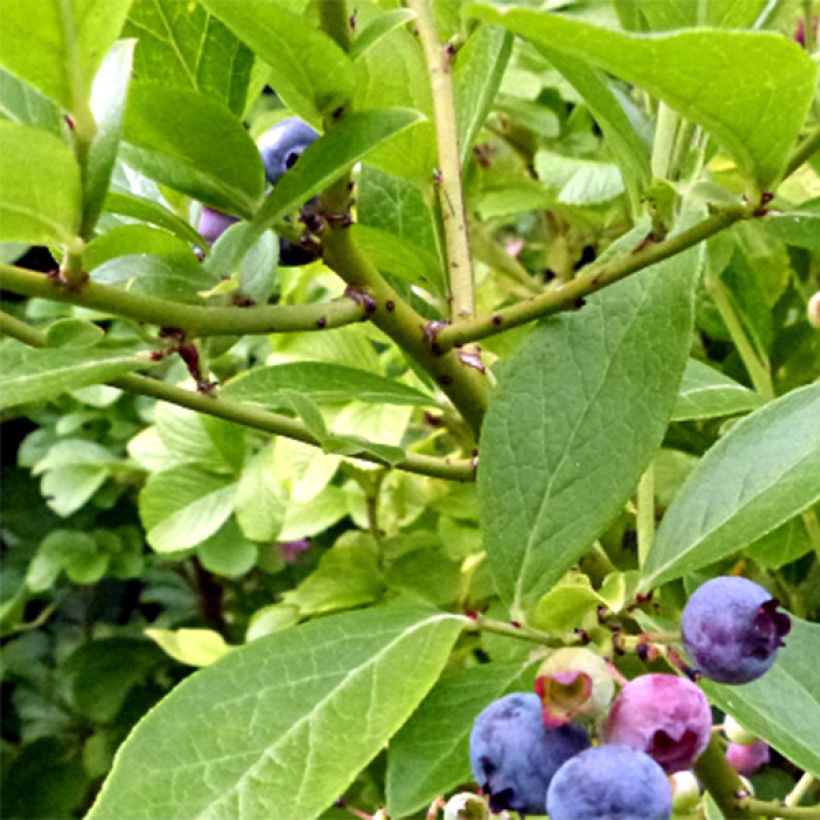 Amerikanische Blaubeere Goldtraube - Vaccinium corymbosum (Ernte)