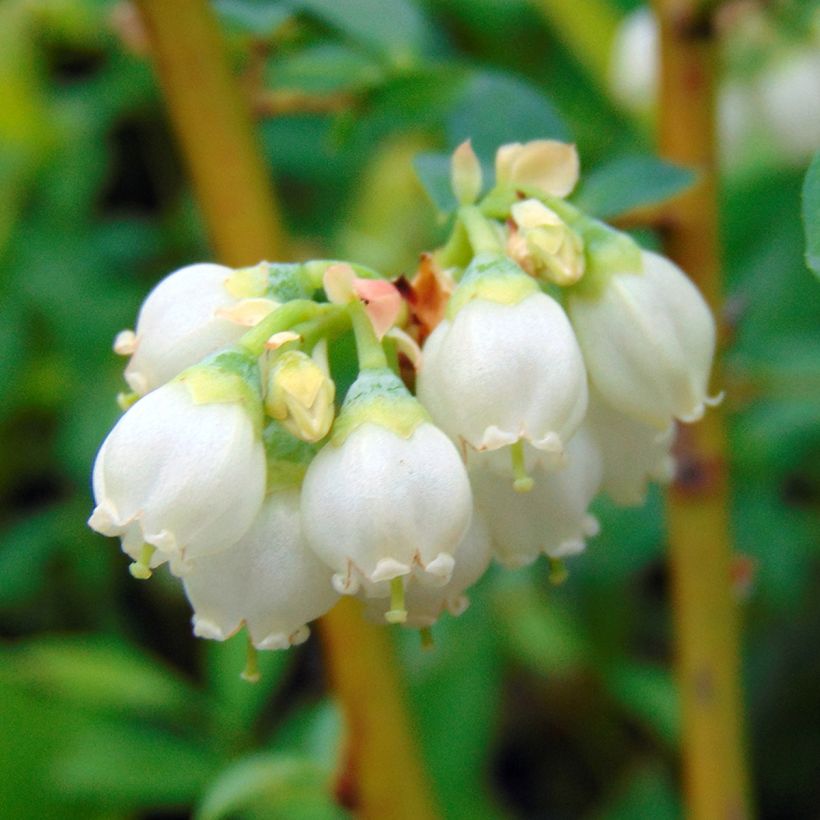 Heidelbeere Pink Lemonade Bio - Vaccinium (Blüte)