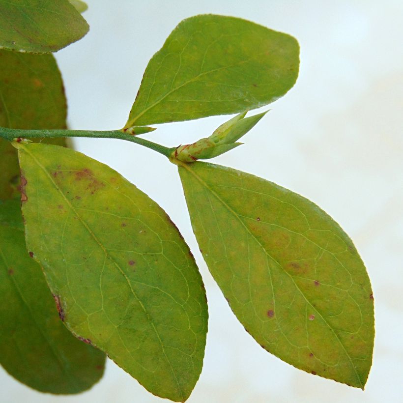 Heidelbeere Powder Blue - Vaccinium (Laub)