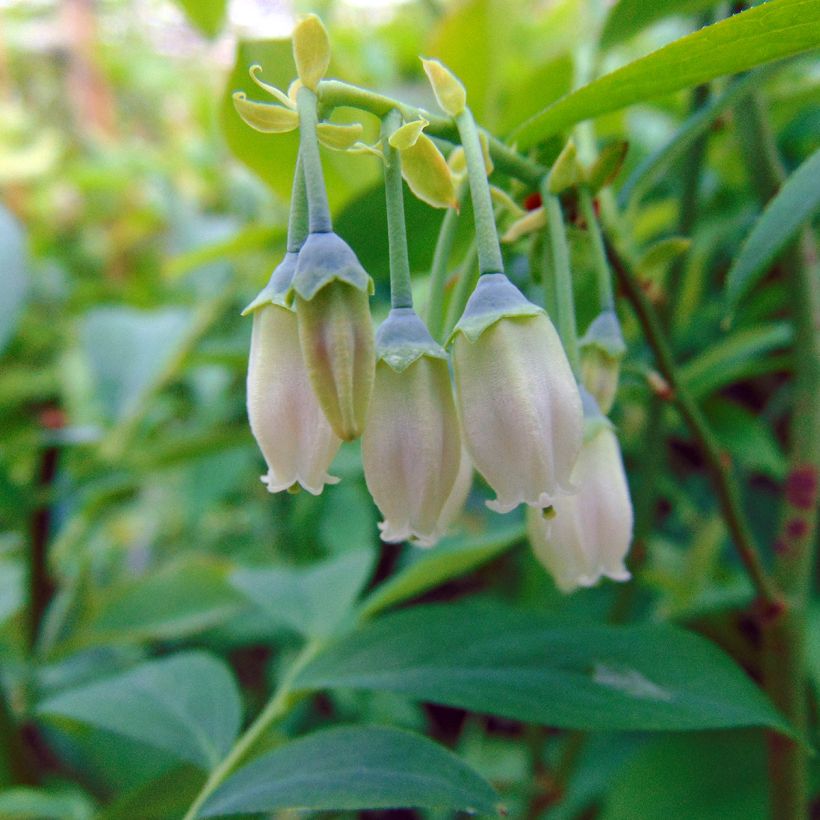 Heidelbeere Powder Blue - Vaccinium (Blüte)