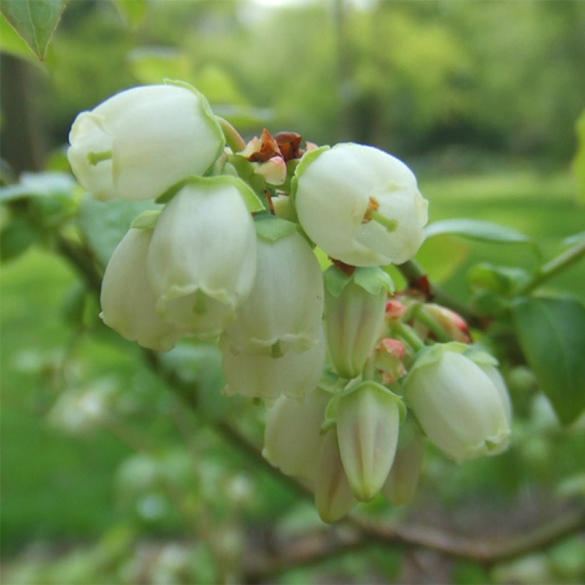 Amerikanische Blaubeere Reka - Vaccinium corymbosum (Blüte)