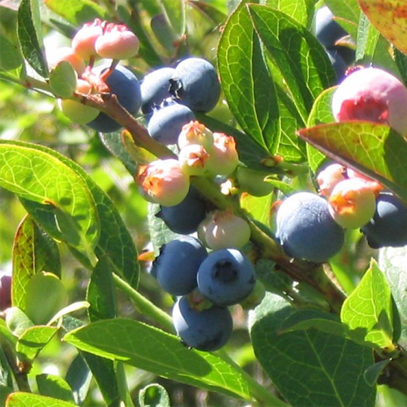 Amerikanische Blaubeere Reka - Vaccinium corymbosum (Ernte)