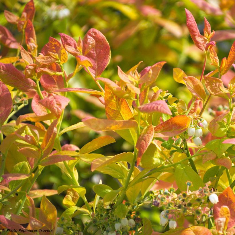 Amerikanische Blaubeere Yello!Berryblue 'Andval1601' - Vaccinium corymbosum (Laub)