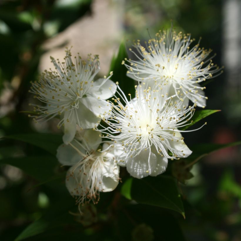 Myrtus communis (Blüte)