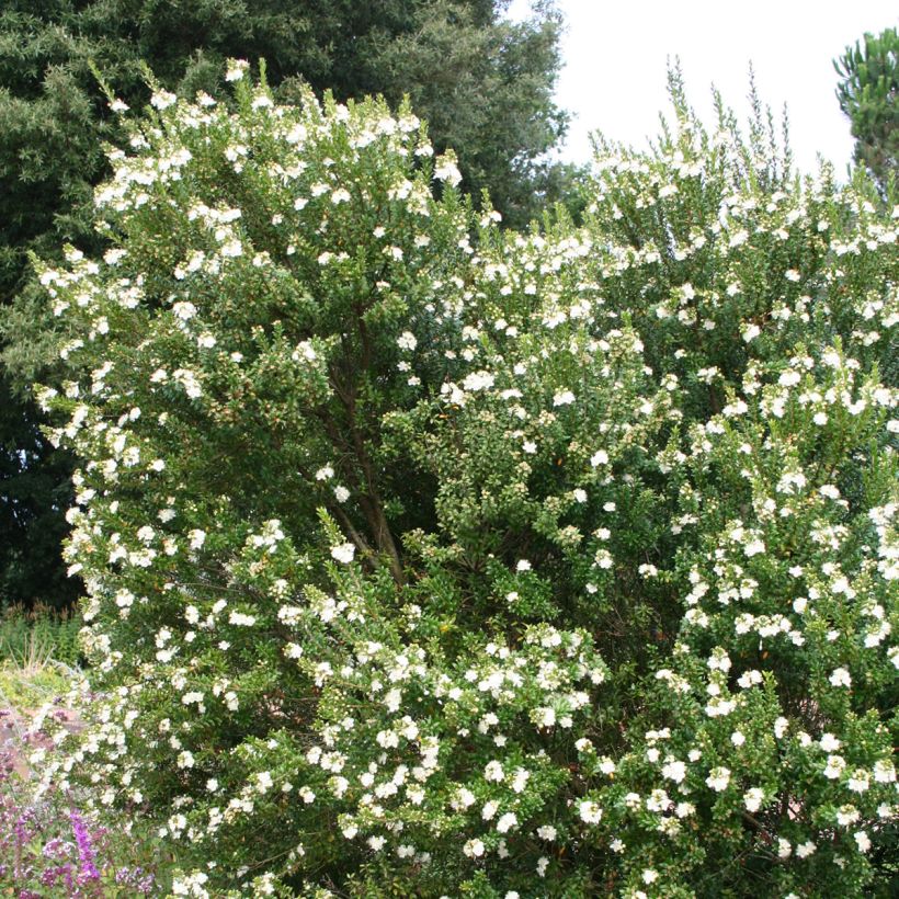 Myrtus communis (Hafen)