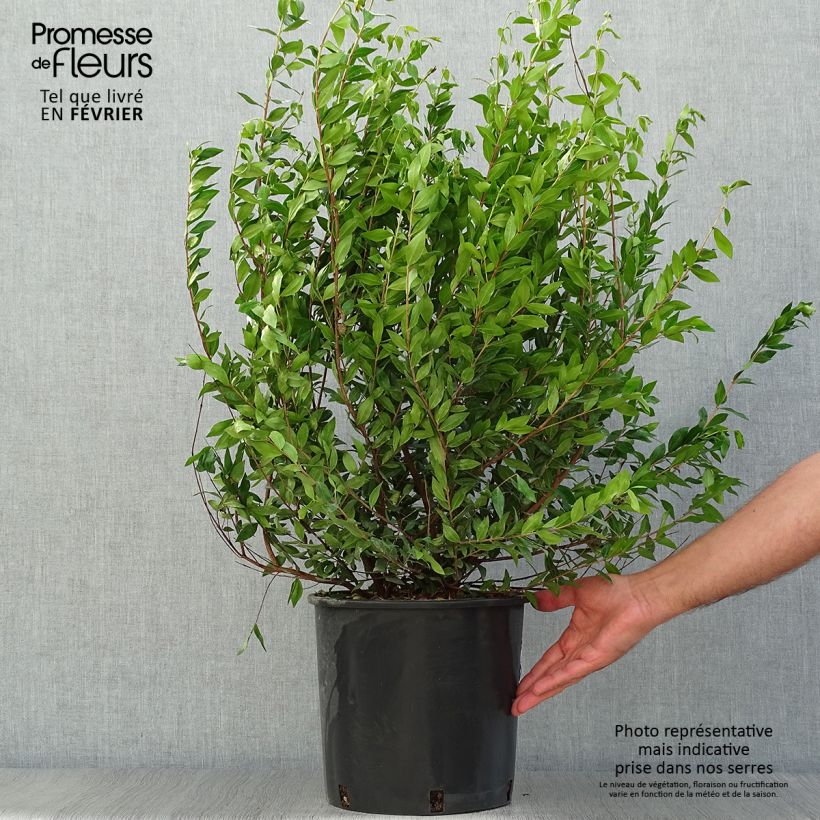 Exemplar von Myrtus communis - Myrte commun en pot de 7,5l/10l wie im Herbst geliefert