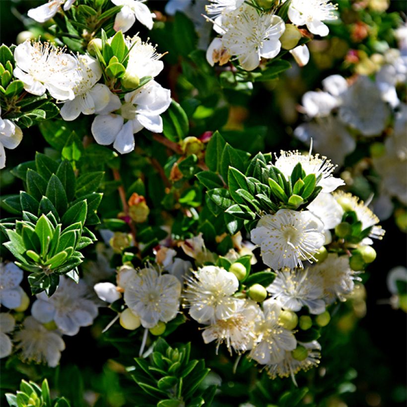 Myrtus communis subsp.tarentina (Blüte)