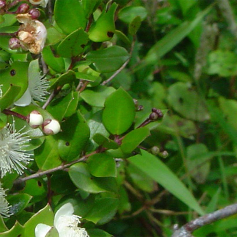 Myrtus luma (Laub)