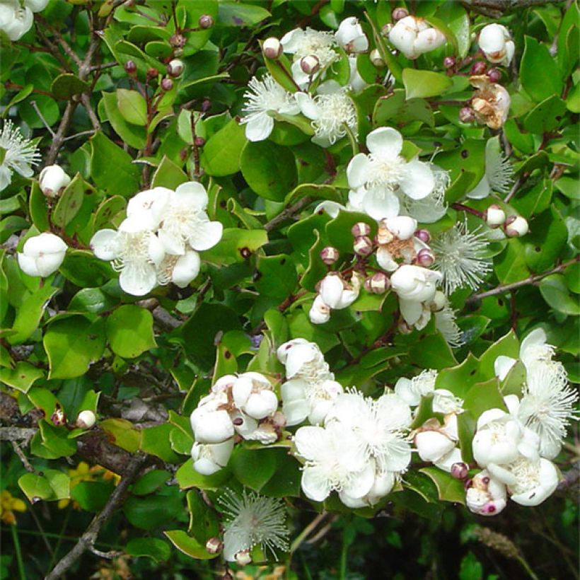 Myrtus luma (Blüte)