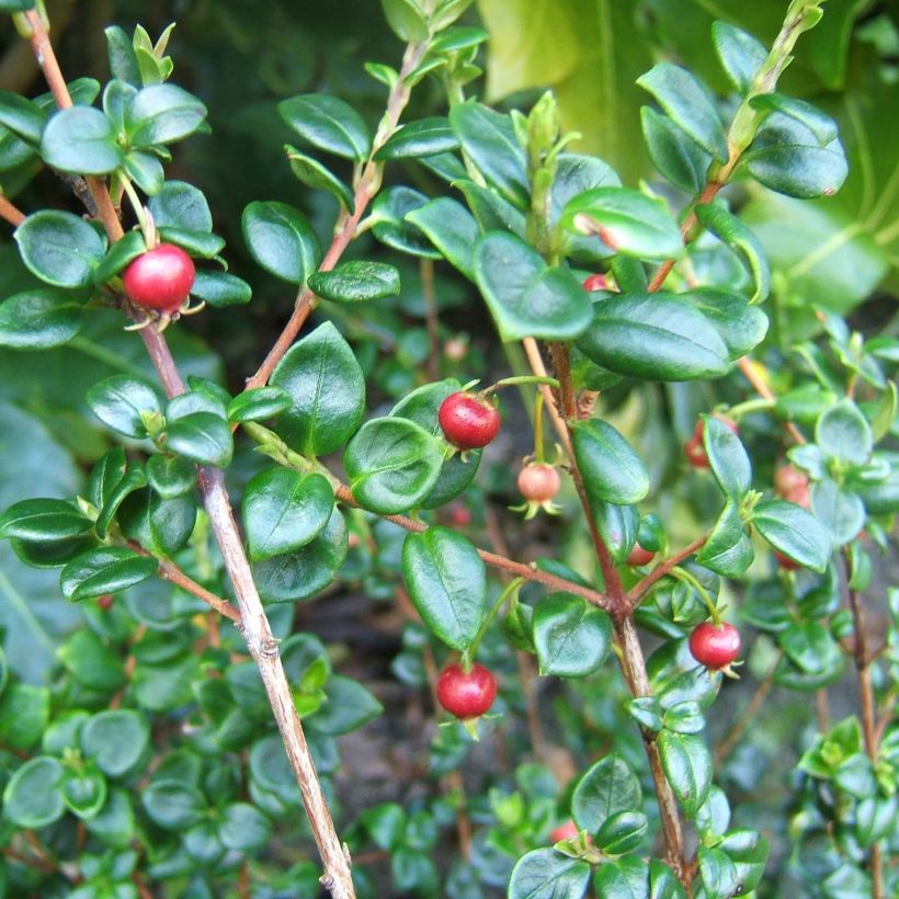 Myrtus ugni - Chilenische Guave (Laub)