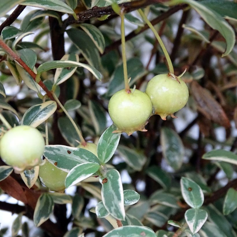 Myrtus ugni Flambeau - Chilenische Guave (Ernte)