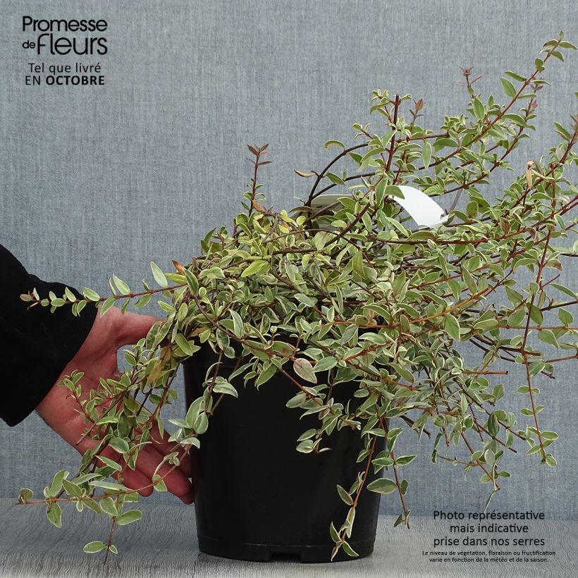 Exemplar von Myrtus ugni Flambeau - Myrte ugni Pot de 3L/4L wie im Herbst geliefert