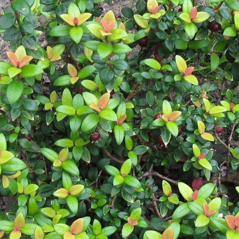 Myrtus ugni Butterball - Chilenische Guave (Laub)