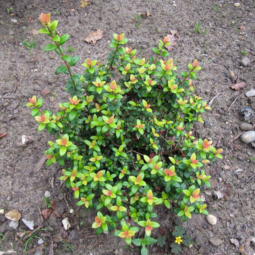 Myrtus ugni Butterball - Chilenische Guave (Hafen)