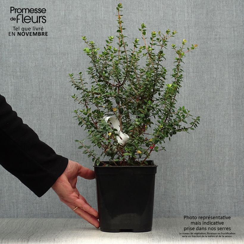 Exemplar von Myrtus ugni - Ugni molinae Butterball  Pot de 3L wie im Herbst geliefert