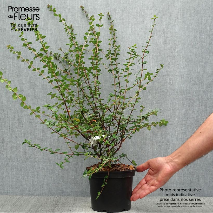 Exemplar von Myrtus ugni ou Ugni molinae Elite Pot de 2L/3L wie im Herbst geliefert