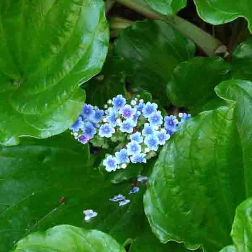 Myosotidium hortensia - Myosotidie (Blüte)