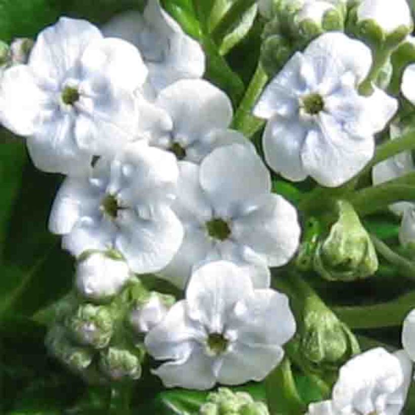 Myosotidium hortensia Alba - Myosotidie (Blüte)