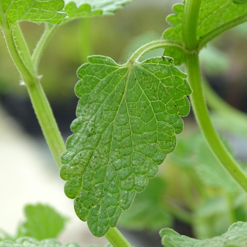 Großblütige Katzenminze Zinser's Giant - Nepeta grandiflora (Laub)