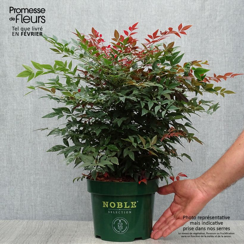 Exemplar von Nandina Obsessed Seika - Bambou sacré en pot de 2L/3L wie im Herbst geliefert